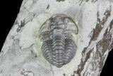 Flexicalymene Trilobite on Treptoceras Cephalopod - Ohio #74730-3